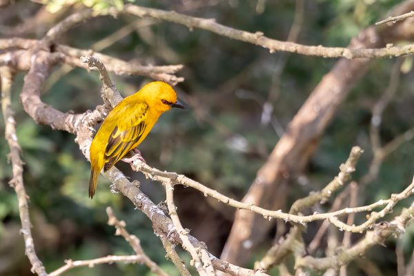 Orange Weaver
