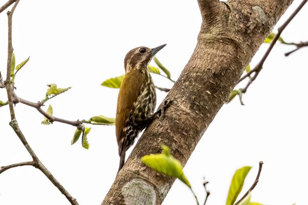 Melancholy Woodpecker