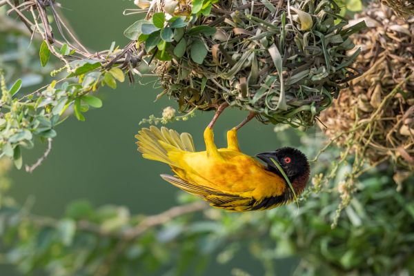 Village Weaver