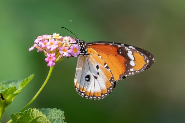 Butterfly unknown