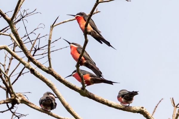 Rosy Bee-eater