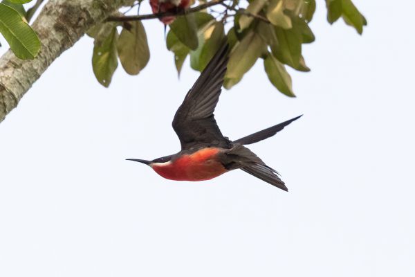 Rosy Bee-eater