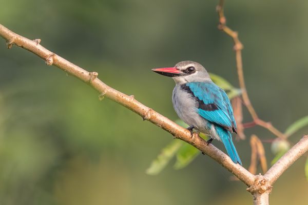 Woodland Kingfisher