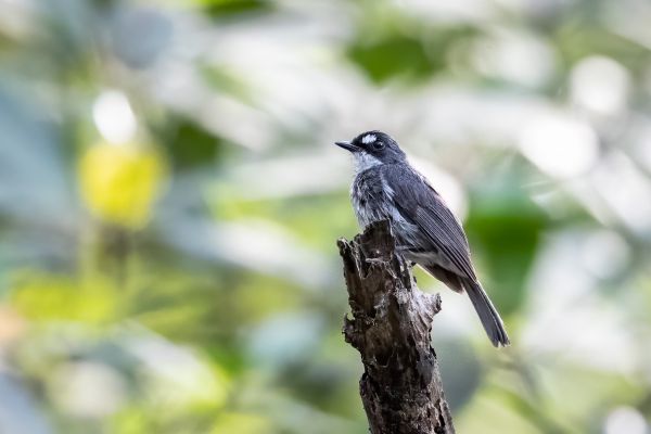 White-browed Forest-Flycatcher