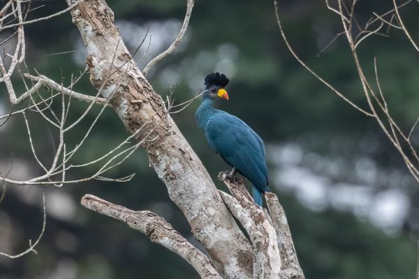 Great Blue Turaco