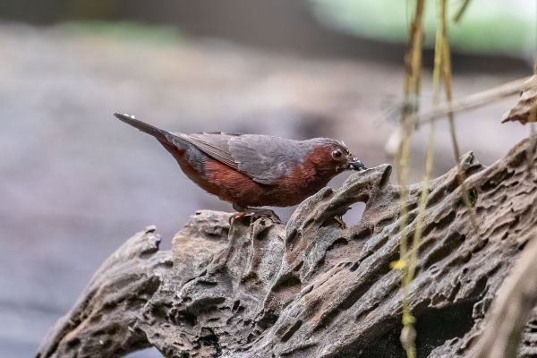 White-breasted Negrofinch