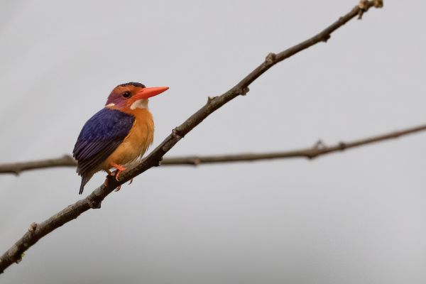 African Pygmy-Kingfisher