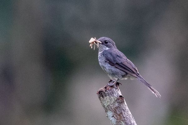 Little Grey Alseonax