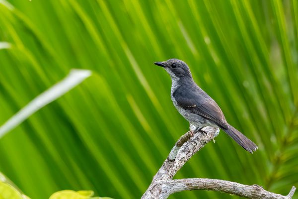 Little Grey Alseonax