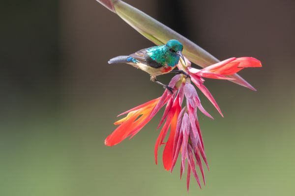 Olive-bellied Sunbird