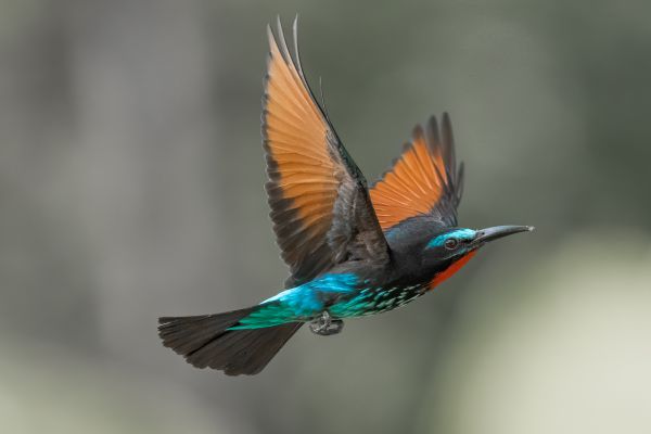 Black Bee-eater