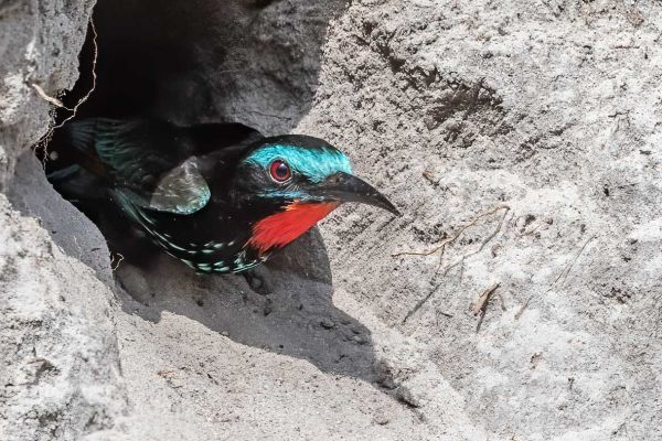 Black Bee-eater