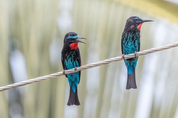 Black Bee-eater