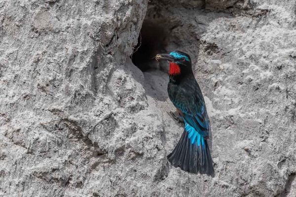 Black Bee-eater