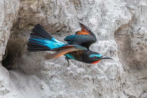 Black Bee-eater