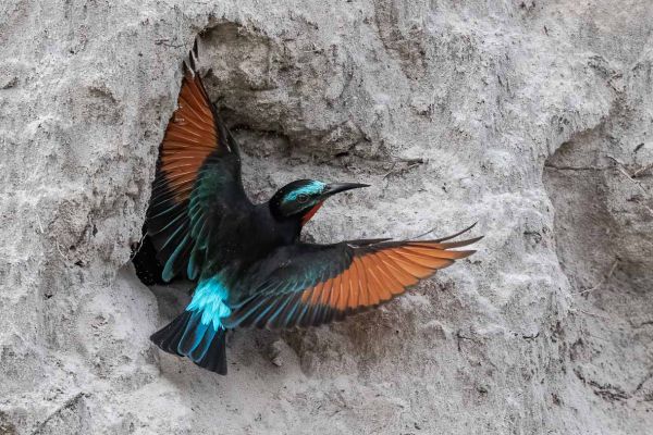 Black Bee-eater