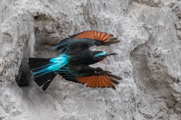 Black Bee-eater