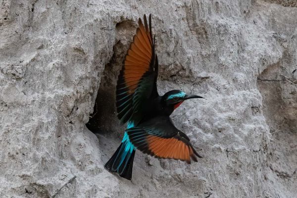 Black Bee-eater