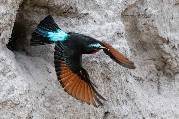 Black Bee-eater