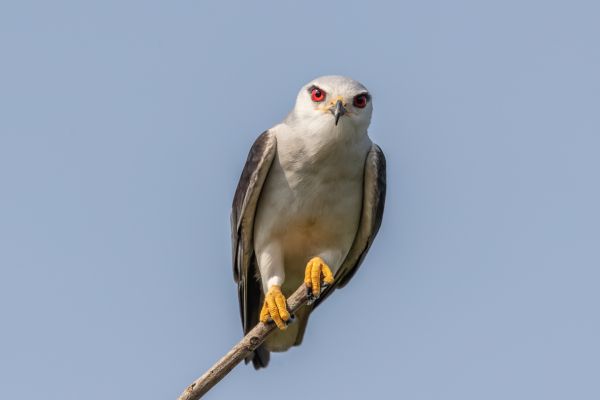 Black-shouldered Kite