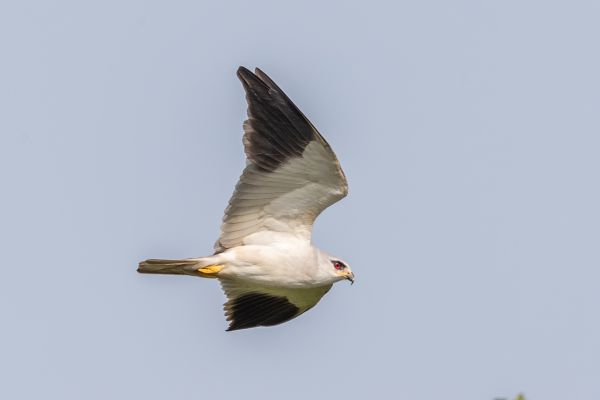 Black-shouldered Kite