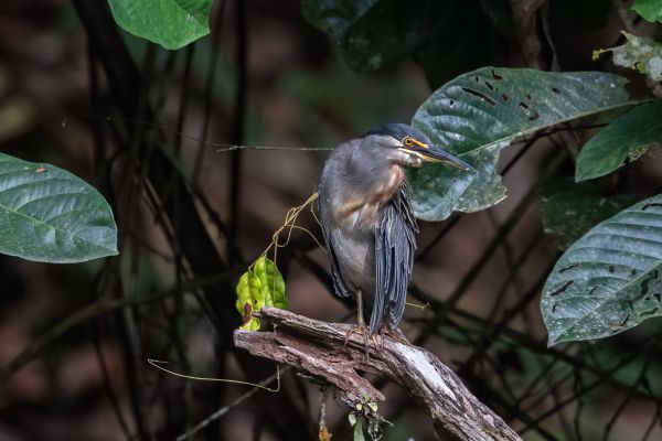 Striated Heron