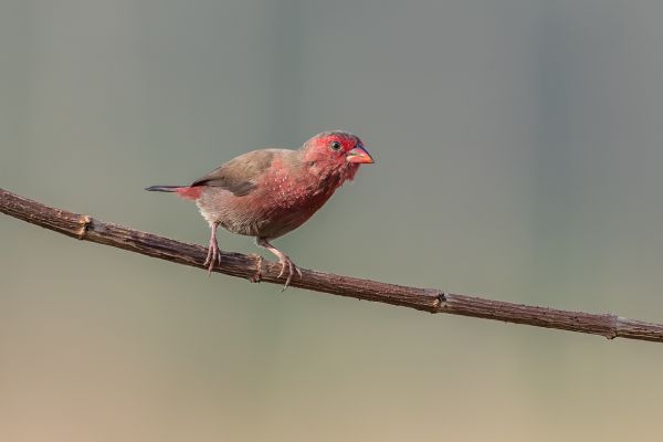 Bar-breasted Firefinch