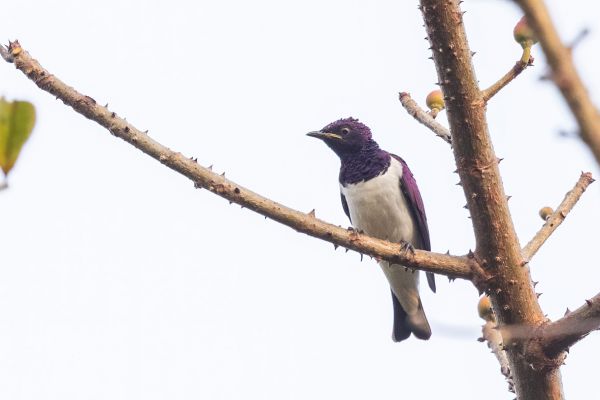 Violet-backed Starling