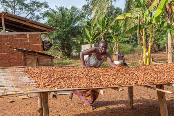 Cocoa production