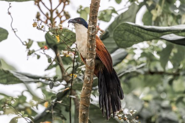 Blue-headed Coucal