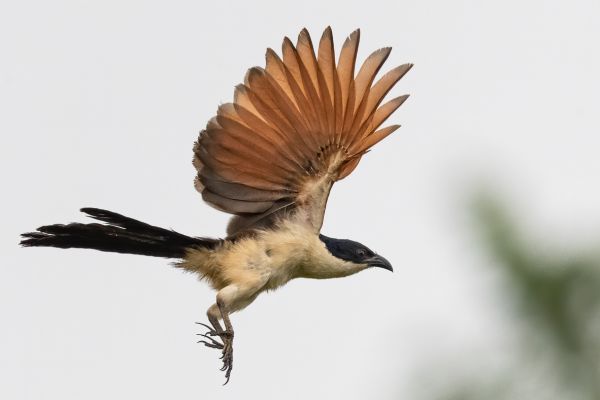 Blue-headed Coucal