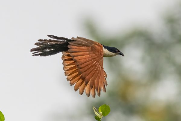 Blue-headed Coucal