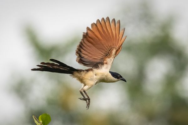 Blue-headed Coucal