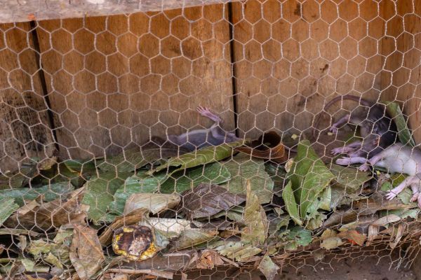 Rats in the cage