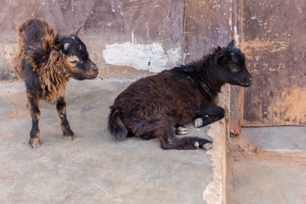 Goats around the house
