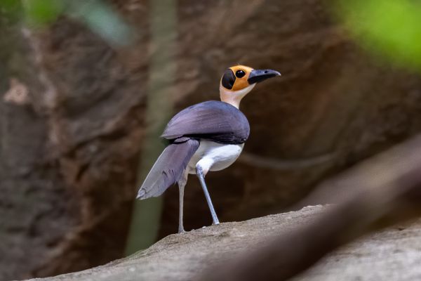 White-necked Rockfowl
