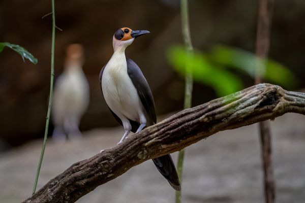 White-necked Rockfowl