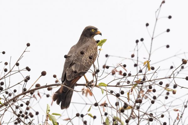 Black Goshawk