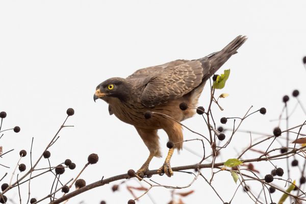 Black Goshawk