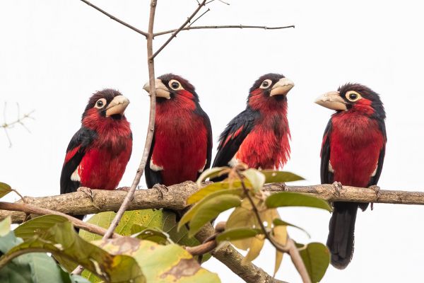 Double-toothed Barbet