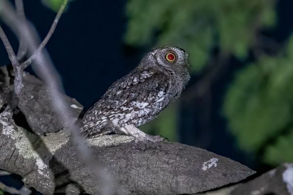 African Wood-Owl