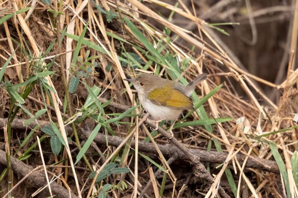 Grey-backed Camaroptera