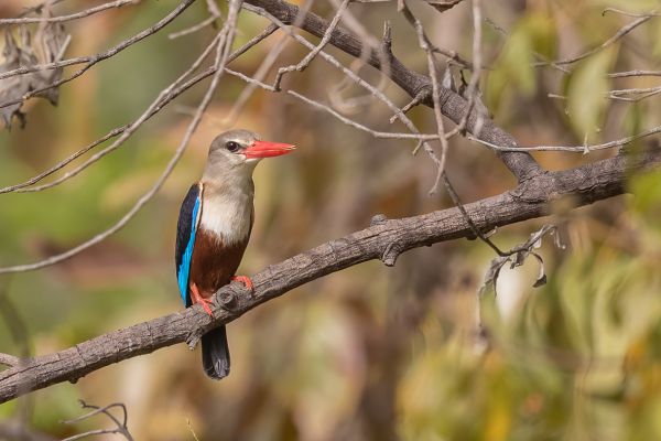 Grey-headed Kingfisher