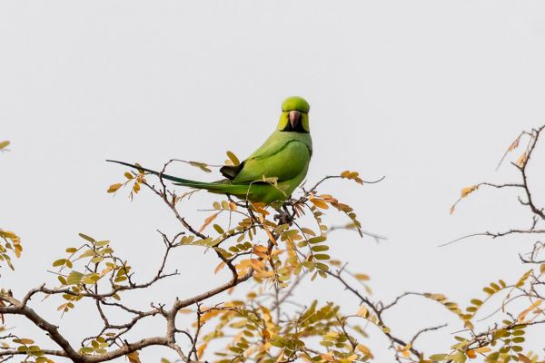 Rose-ringed Parakeet
