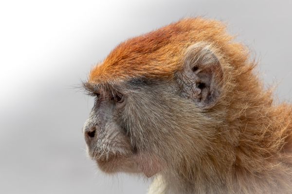Hussar monkey