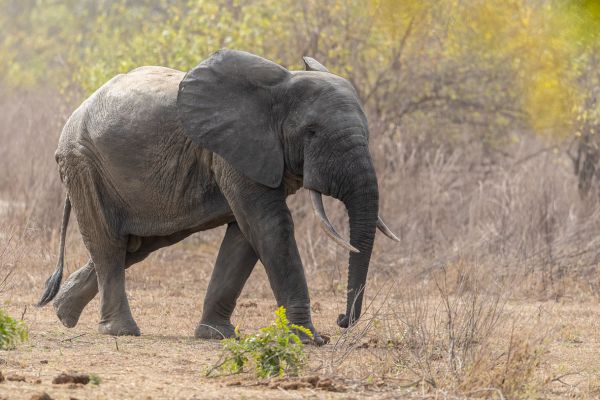 Elephant