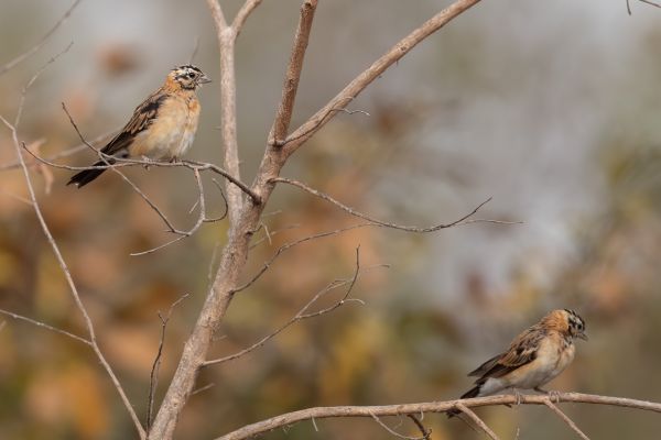 Red-collared Widowbird