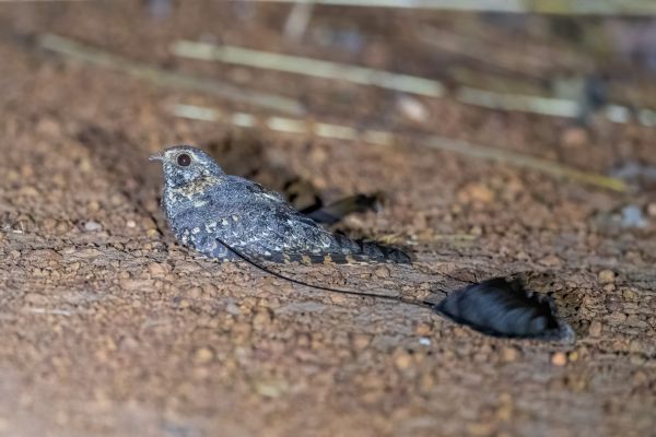 Standard-winged Nightjar