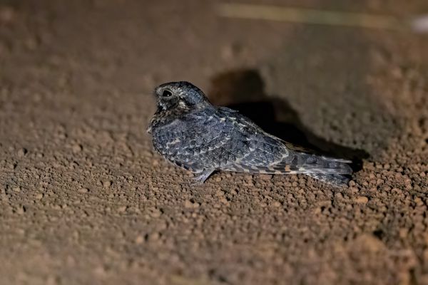 Standard-winged Nightjar