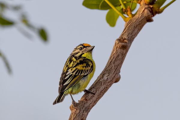Yellow-fronted Tinkerbird